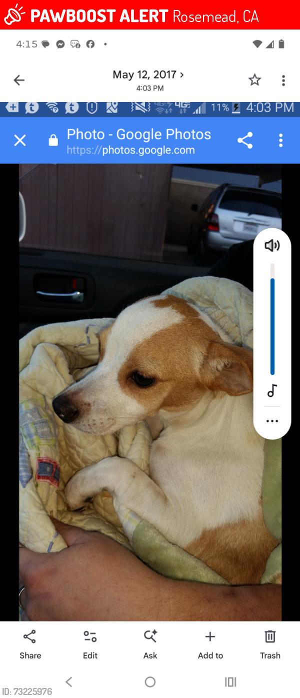 Lost Male Dog last seen Delta and mission, Rosemead, CA 91770