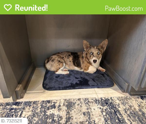 Reunited Female Dog last seen Old Salisbury rd., Winston-Salem, NC 27127