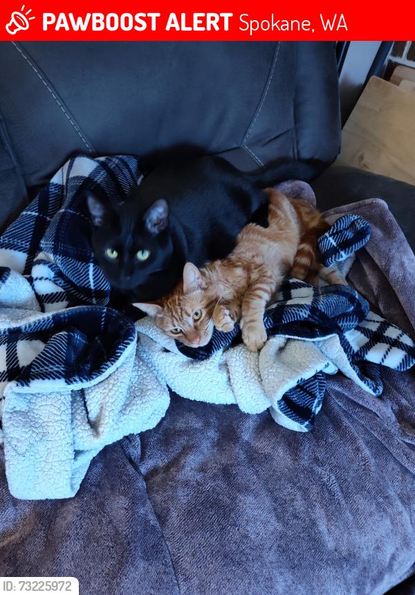 Lost Male Cat last seen Indian Trail, Spokane, WA 99208