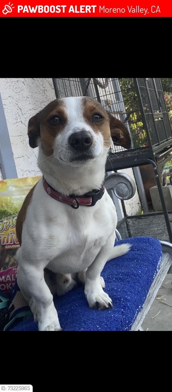 Lost Male Dog last seen Dracaea Ave and Cottonwood Ave, Moreno Valley, CA 92553