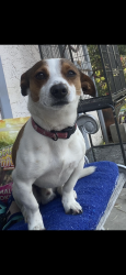 Lost Male Dog last seen Dracaea Ave and Cottonwood Ave, Moreno Valley, CA 92553