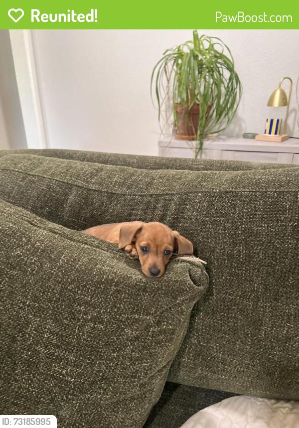 Reunited Male Dog last seen Polk, Dallas, TX 75224
