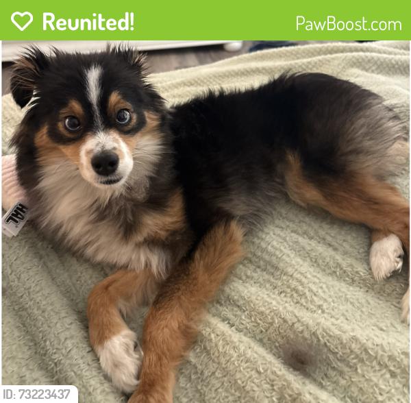 Reunited Male Dog last seen MegaFab I-27, Lubbock, TX 79403