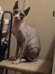 Lost Female Cat last seen Wire road, Aiken, SC 29805