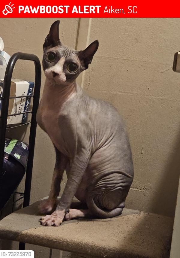 Lost Female Cat last seen Wire road, Aiken, SC 29805