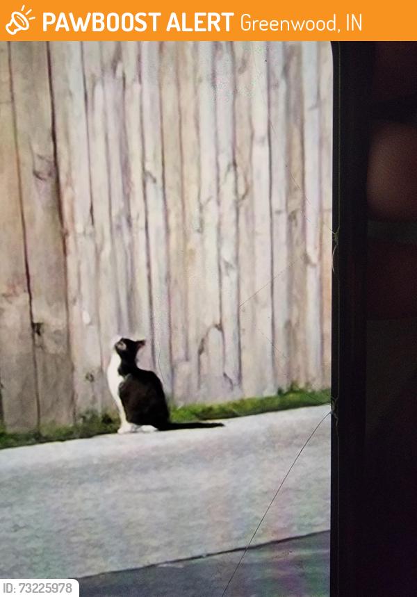 Found/Stray Unknown Cat last seen Madison ave and main st in greenwood at top dental, Greenwood, IN 46142