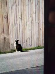 Found/Stray Unknown Cat last seen Madison ave and main st in greenwood at top dental, Greenwood, IN 46142