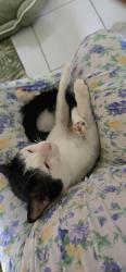 Reunited Male Cat last seen Fifth Line West, Mississauga, ON 