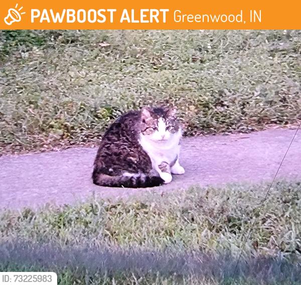 Found/Stray Unknown Cat last seen Washington st and Broadway st in greenwood, Greenwood, IN 46143
