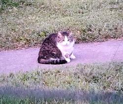 Found/Stray Unknown Cat last seen Washington st and Broadway st in greenwood, Greenwood, IN 46143