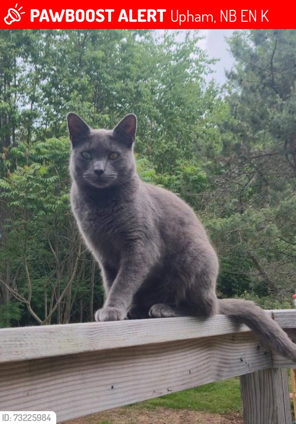 Lost Male Cat last seen Passekeag ridge road, Upham, NB E5N 4K3