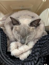 Reunited Male Cat last seen Rava Court Aspendale Gardens Vic 3195, Aspendale Gardens, VIC 3195