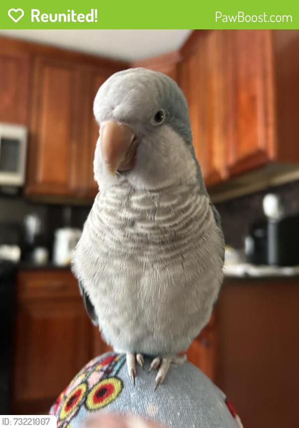 Reunited Male Bird last seen van nostrand and west side, Jersey City, NJ 07305