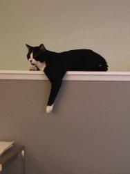 Lost Male Cat last seen Eubank ave Wilmington CA 90744, Los Angeles, CA 90744