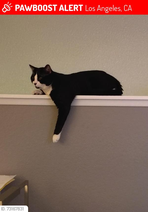 Lost Male Cat last seen Eubank ave Wilmington CA 90744, Los Angeles, CA 90744