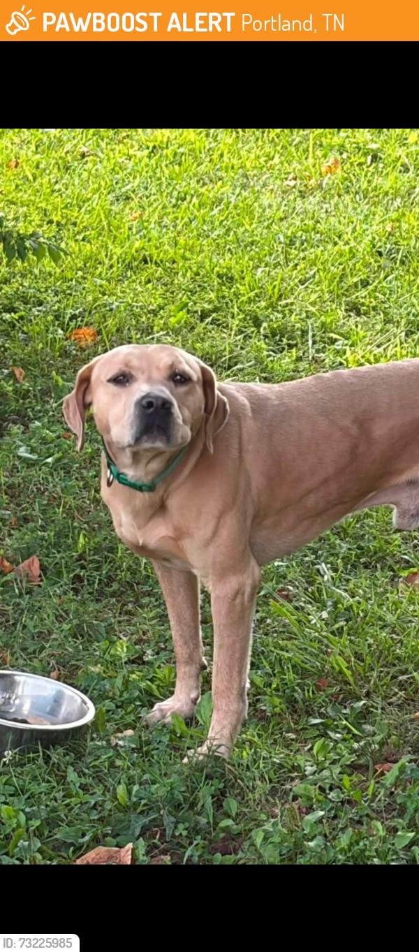 Found/Stray Male Dog last seen Corner of Wilson Rd. and Brandy Hollow Rd., Portland, TN 37148
