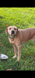 Found/Stray Male Dog last seen Corner of Wilson Rd. and Brandy Hollow Rd., Portland, TN 37148