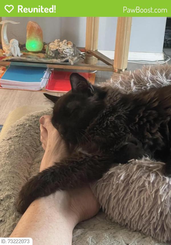 Reunited Male Cat last seen Venice Gardens, Oxford Drive, Venice, FL 34293