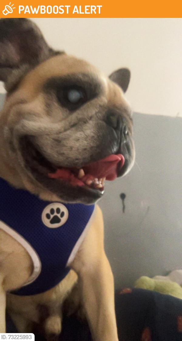 Found/Stray Male Dog last seen Near Kent Road, Blackpool, England FY1 5HB