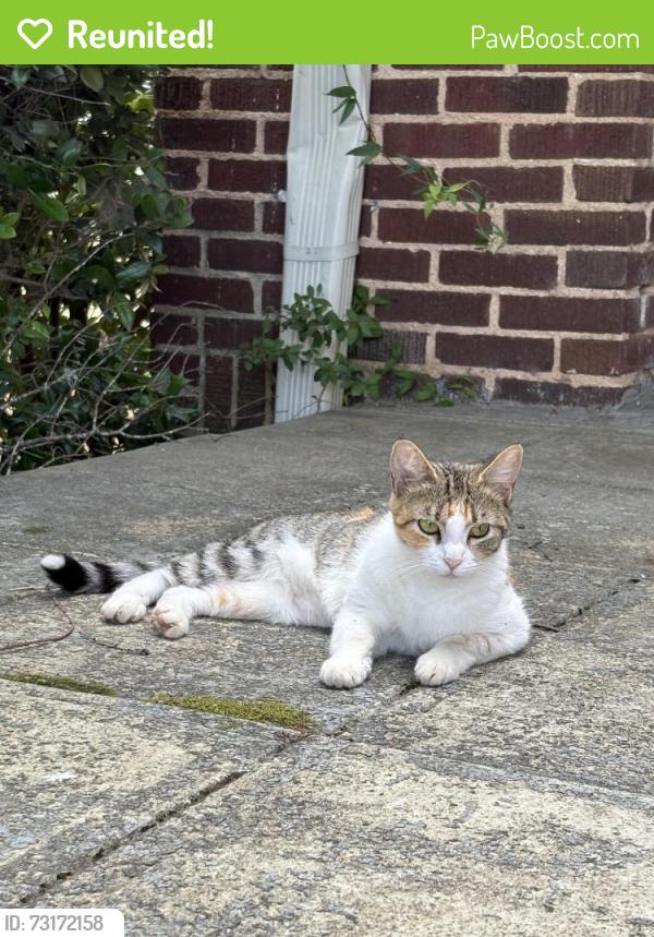 Reunited Unknown Cat last seen South Main Street, Fountain Inn, SC 29644
