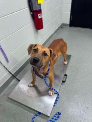 Shelter Stray Male Dog last seen , 5302 Stone St, Chattanooga, TN 37412, USA