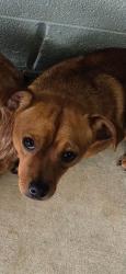 Shelter Stray Male Dog last seen , 5302 Stone St, Chattanooga, TN 37412, USA