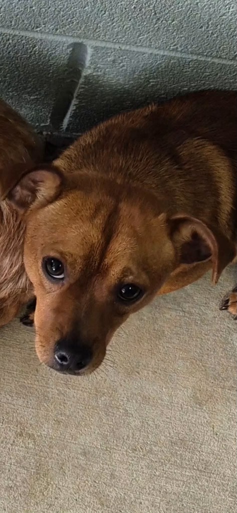 Shelter Stray Male Dog last seen , 5302 Stone St, Chattanooga, TN 37412, USA