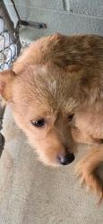 Shelter Stray Male Dog last seen , 5302 Stone St, Chattanooga, TN 37412, USA