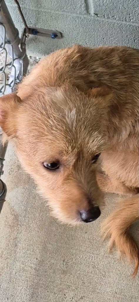 Shelter Stray Male Dog last seen , 5302 Stone St, Chattanooga, TN 37412, USA