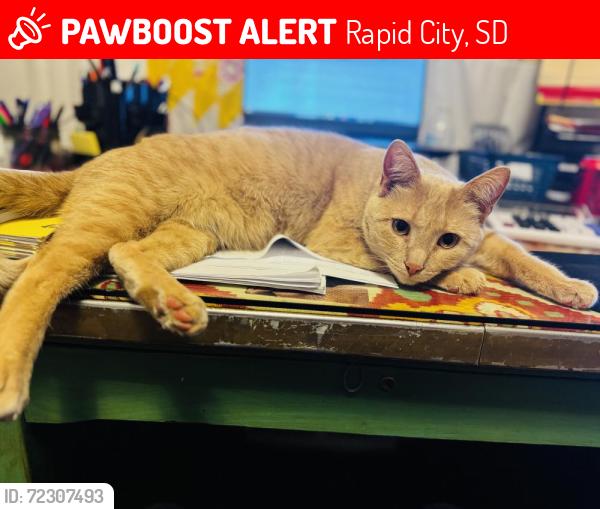 Lost Female Cat last seen Maple Ave, Rapid City, SD 57701