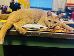 Lost Female Cat last seen Maple Ave, Rapid City, SD 57701