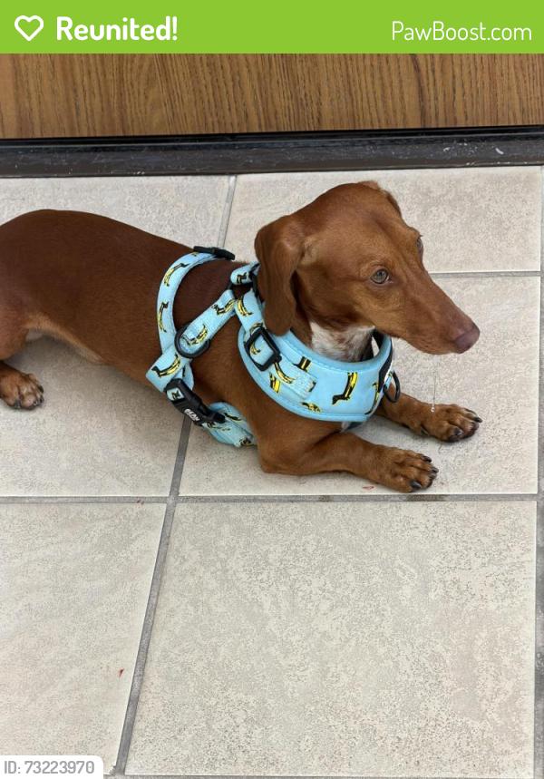 Reunited Male Dog last seen Near Beach Blvd Buena Park 90621, Buena Park, CA 90621