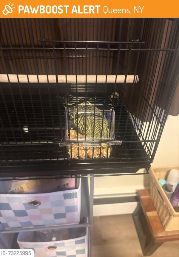 Found/Stray Male Bird last seen Cross Bay Blvd, Queens, NY 11414