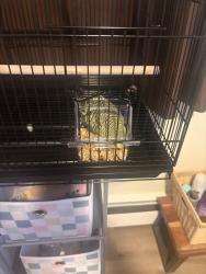Found/Stray Male Bird last seen Cross Bay Blvd, Queens, NY 11414