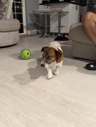 Reunited Male Dog last seen Near and East lake brantley, Wekiwa Springs, FL 32779