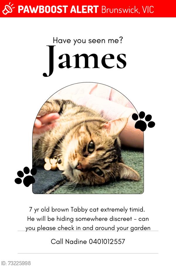 Lost Male Cat last seen near Sydney road and Albion, Brunswick, VIC 3056