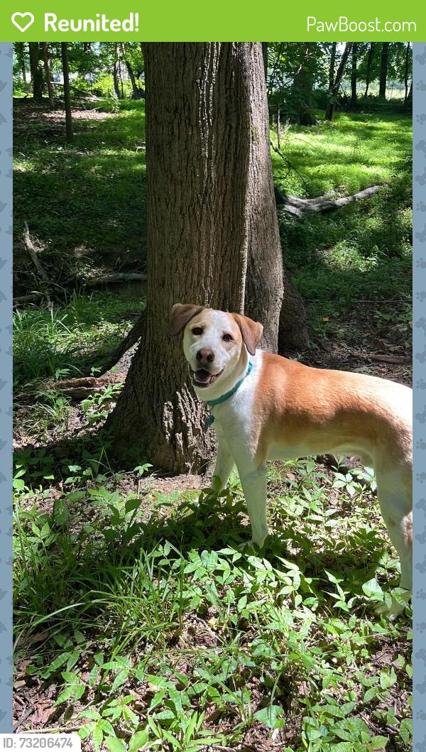 Reunited Male Dog last seen Trailway Dr, Rockville, MD 20853