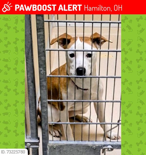 Lost Female Dog last seen River road, Joyce Park, Hamilton Ohio -Lindenwald, Hamilton, OH 45015
