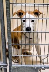 Lost Female Dog last seen River road, Joyce Park, Hamilton Ohio -Lindenwald, Hamilton, OH 45015