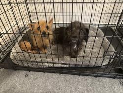 Found/Stray Unknown Dog last seen Near Mar Vista and Mira Mar st, Glendale Lakes newer portion, Arcola, TX 77583