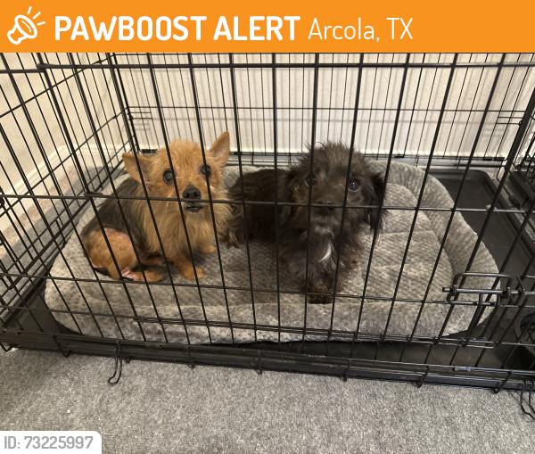 Found/Stray Unknown Dog last seen Near Mar Vista and Mira Mar st, Glendale Lakes newer portion, Arcola, TX 77583