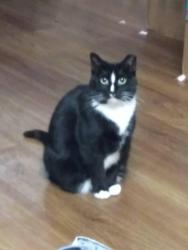 Lost Female Cat last seen South lockburn street and berwyn street, Indianapolis, IN 46241