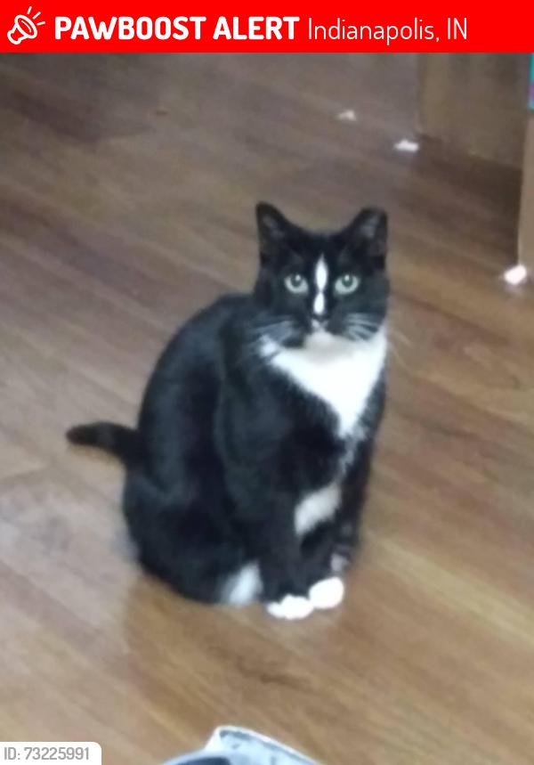 Lost Female Cat last seen South lockburn street and berwyn street, Indianapolis, IN 46241