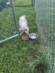 Found/Stray Female Dog last seen Found near Old National Hwy & Sullivan Rd, College Park, GA 30337