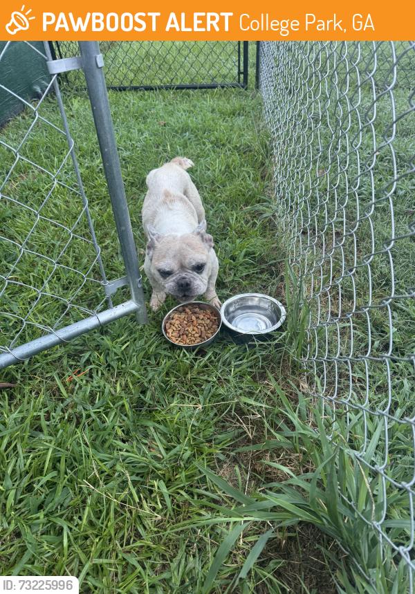 Found/Stray Female Dog last seen Found near Old National Hwy & Sullivan Rd, College Park, GA 30337
