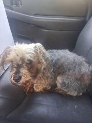 Found/Stray Unknown Dog last seen Klondike, Pensacola, FL 32505