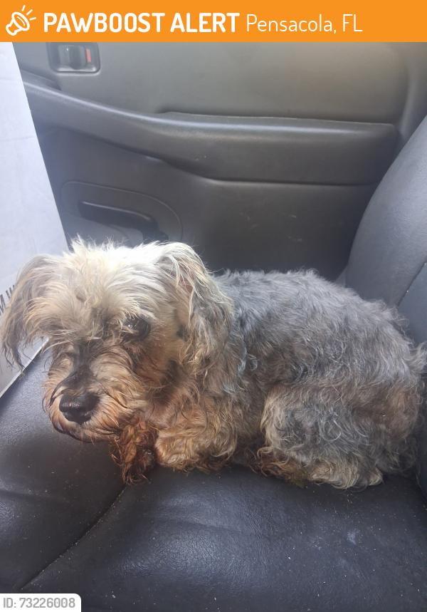 Found/Stray Unknown Dog last seen Klondike, Pensacola, FL 32505