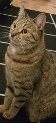 Lost Female Cat last seen Whitehorse Lane,, Greater London, England E1 4LP