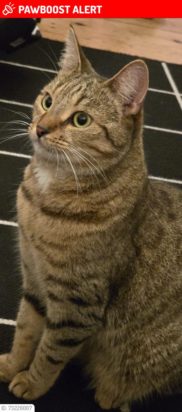 Lost Female Cat last seen Whitehorse Lane,, Greater London, England E1 4LP