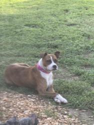 Found/Stray Female Dog last seen Olan and Nynelle Dr , Lumberton Nc, Robeson County, NC 28360